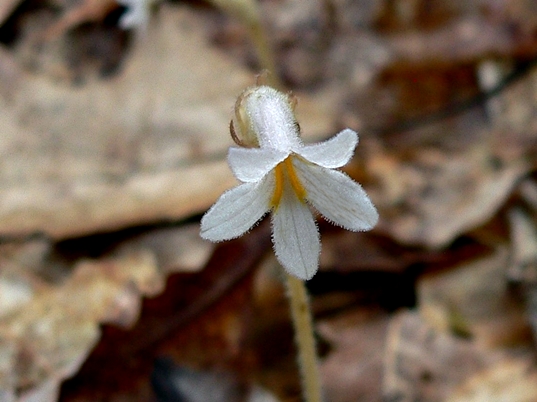 {Aphyllon uniflorum}